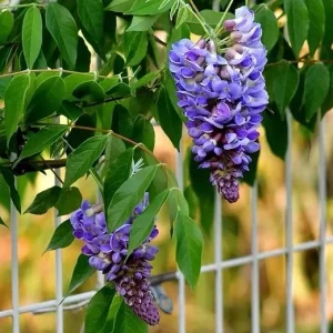 Amethyst Falls Wisteria Vine Live Plant - Native, Fragrant Purple Flowers - Image 2