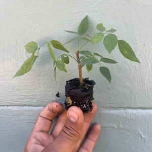Amethyst Falls Wisteria Vine Live Plant - Native, Fragrant Purple Flowers - Image 4