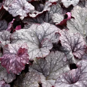 Amethyst Heuchera Coral Bells Live Plant - 3 inch Plug - Outdoor Perennial - Image 2