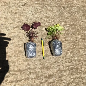 Amethyst Heuchera Coral Bells Live Plant - 3 inch Plug - Outdoor Perennial - Image 4