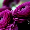 Amethyst Ranunculus Flower Bulbs - 24 Purple Corms - Perennial for Garden - Image 1