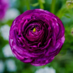 Amethyst Ranunculus Flower Bulbs - 24 Purple Corms - Perennial for Garden - Image 11