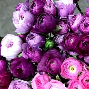 Amethyst Ranunculus Flower Bulbs - 24 Purple Corms - Perennial for Garden - Image 2
