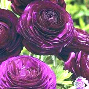 Amethyst Ranunculus Flower Bulbs - 24 Purple Corms - Perennial for Garden - Image 6