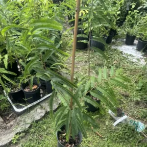 Amla Indian Gooseberry Tree - Phyllanthus emblica Live Plant 3ft Tall - Image 2