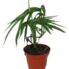Amydrium Zippelianum Live Plant - Vining Houseplant - 4 Inch Pot - Image 1