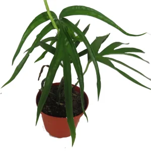Amydrium Zippelianum Live Plant - Vining Houseplant - 4 Inch Pot - Image 3