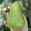 An Thai Wax Apple Live Plant - 1 to 2 Feet Tall - Fruit Tree - Image 1
