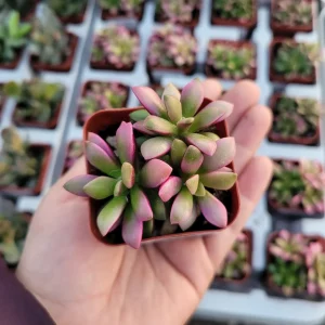 Anacampseros 'Sunrise' Variegated Succulent Live Plant 2in Pot - Image 1
