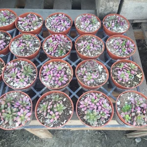 Anacampseros 'Sunrise' Variegated Succulent Live Plant 2in Pot - Image 4