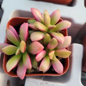 Anacampseros 'Sunrise' Variegated Succulent Live Plant 2in Pot - Image 5
