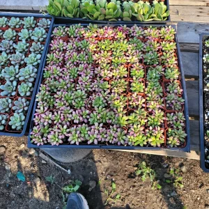 Anacampseros 'Sunrise' Variegated Succulent Live Plant 2in Pot - Image 6