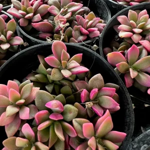 Anacampseros 'Sunrise' Variegated Succulent Live Plant 2in Pot - Image 7