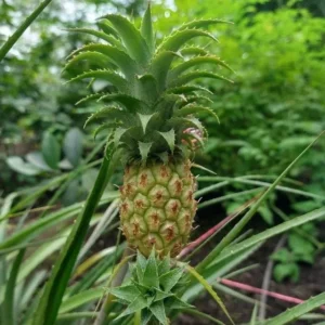 Ananas Mini Me Baby Pineapple Live Starter Plant - Houseplant - Image 1