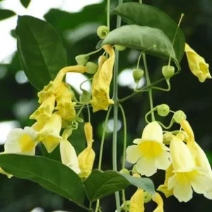 Anemopaegma Chamberlaynii Live Plant – Yellow Trumpet Vine – 2 ft Tall – Ships in 6 inch Pot - Image 1