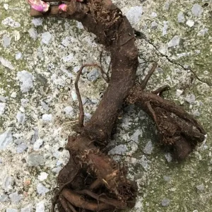 Angel Cheeks Peony Bare Root - 2-3 Eye - Double Pink Blooms - Outdoor Flower Plant - Image 2