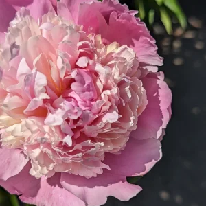 Angel Cheeks Peony Bare Root - 2-3 Eye - Double Pink Blooms - Outdoor Flower Plant - Image 4