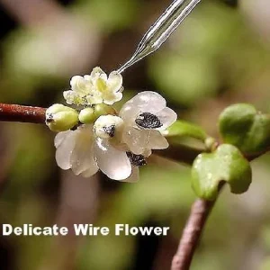 Angel Vine Muehlenbeckia Live Plant - 2.5
