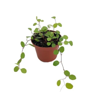 Angel Vine Muehlenbeckia Live Plant - 2.5