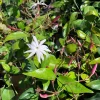 Angel Wings Jasmine Live Plant - Jasminum Nitidum in 6" Pot - Image 1