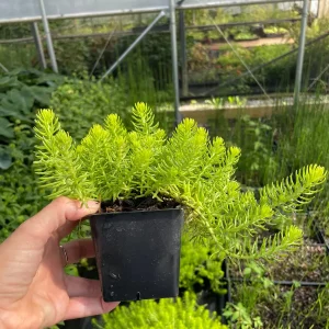 Angelina Sedum Live Plant – 3.5 inch Pot – Evergreen Groundcover – Outdoor - Image 2