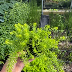 Angelina Sedum Live Plant – 3.5 inch Pot – Evergreen Groundcover – Outdoor - Image 3