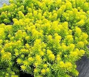 Angelina Sedum Live Plant – 3.5 inch Pot – Evergreen Groundcover – Outdoor - Image 1