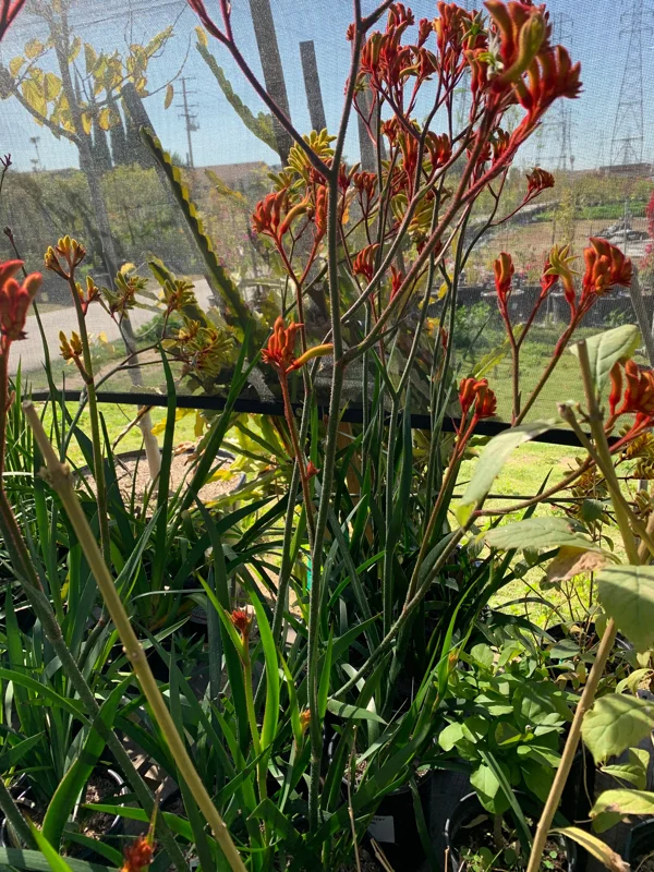 Anigozanthos Velvet Amber Live Plant – 6 inch Pot – Outdoor Bush - Image 2