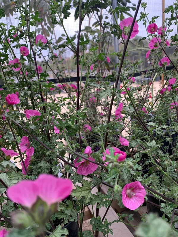 Anisodontea 'New Princess' Live Plant - Pink Flowering Shrub, 1 Gallon Pot - Image 2