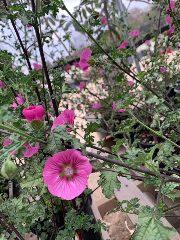 Anisodontea 'New Princess' Live Plant - Pink Flowering Shrub, 1 Gallon Pot - Image 1