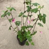 Anisodontea Strybing Beauty Live Plant – 1-2ft Tall – 6 Inch Pot - Image 1