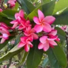 Anita Pink Plumeria Unrooted Cutting 10-12 in - Fragrant Tropical Plant - Image 1