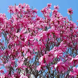 Ann Magnolia Tree Live Plant – Deep Purple-Red Flowers – 2.5