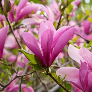 Ann Magnolia Tree Live Plant – Deep Purple-Red Flowers – 2.5" Pot – Outdoor Shrub - Image 2