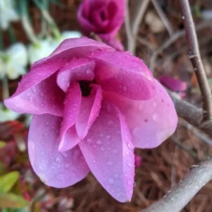 Ann Magnolia Tree Live Plant – Deep Purple-Red Flowers – 2.5