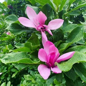 Ann Magnolia Tree Live Plant – Deep Purple-Red Flowers – 2.5