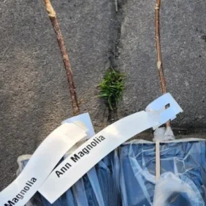 Ann Magnolia Tree Live Plant – Deep Purple-Red Flowers – 2.5