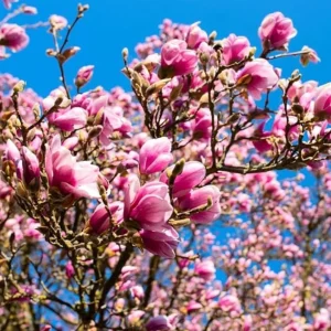 Ann Magnolia Tree Live Plant – Deep Purple-Red Flowers – 2.5