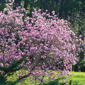 Ann Magnolia Tree Live Plant – Deep Purple-Red Flowers – 2.5