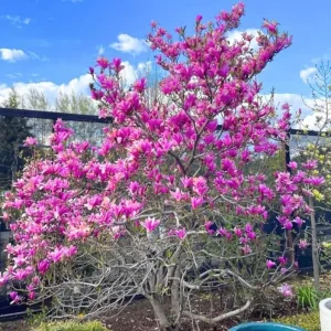 Ann Magnolia Tree Live Plant – Deep Purple-Red Flowers – 2.5