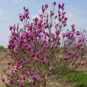 Anne Magnolia Live Plant – 2.5 inch Pot – Deciduous Shrub – Outdoor - Image 2
