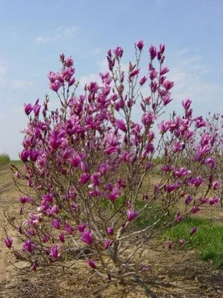 Anne Magnolia Live Plant – 2.5 inch Pot – Deciduous Shrub – Outdoor - Image 2