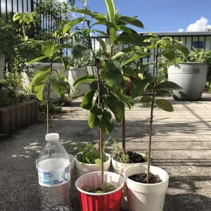 Annona Muricata Graviola Soursop Guanabana Fruit Tree Live Plant 12-16