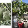 Annona Muricata Graviola Soursop Guanabana Live Fruit Tree - 12-16 inch Tropical - Image 1