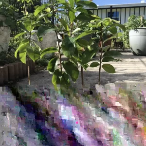 Annona Muricata Graviola Soursop Guanabana Live Fruit Tree 12-16 Inches Tall Outdoor Tropical - Image 2