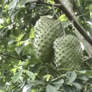Annona Muricata Graviola Soursop Guanabana Live Fruit Tree - 12-16 inch Tropical - Image 3
