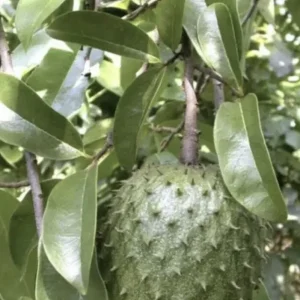 Annona Muricata Graviola Soursop Guanabana Live Fruit Tree - 12-16 inch Tropical - Image 4