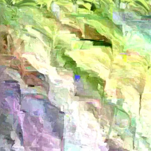 Annona Muricata Graviola Soursop Guanabana Live Fruit Tree - 12-16 inch Tropical - Image 7