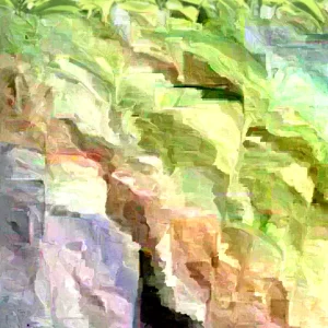 Annona Muricata Graviola Soursop Guanabana Live Fruit Tree - 12-16 inch Tropical - Image 8