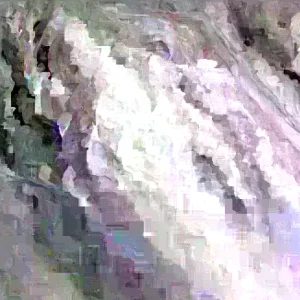 Annona Muricata Graviola Soursop Guanabana Live Plant Tree 5-9 inches Potted Tropical - Image 1